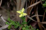 Pineland St. Johnswort